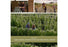 Organic Home Garden Seed Kits Spade To Fork