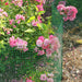 Expandable Modular Garden Fencing System Flipo Group, Inc.
