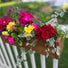 Acacia Wood Deck Rail Planter EMG International USA LLC