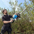 Petrol Hedge Trimmer/Pruner, 26cc 2-stroke Easy-Start, Lightweight and Anti-Vibration, 24” (60cm) Blade by Hyundai | HYHT2600X Hyundai