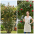 Before and after pruning with A5-MINISAWPRO cordless electric shears – overgrown vs neatly trimmed rose bush