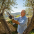 Elderly man pruning olive tree in Mediterranean garden with MiniSawPro M7 cordless mini chainsaw