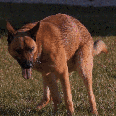 Easy Pick-up Pooper Scooper 2simpleagency