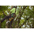 DEWALT DCCS673X1 FlexVOLT 60V MAX Compact 12-in. Top Handle Chainsaw 9.0Ah Kit DeWALT