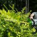 EGO Power+ HT2400-FC 24" Hedge Trimmer (Battery and Charger Not Included) - Reconditioned EGO Power+