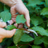 Gardening Shears & Pruners Modern Sprout