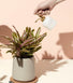 Plant Misters Modern Sprout