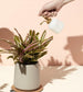 Plant Misters Modern Sprout