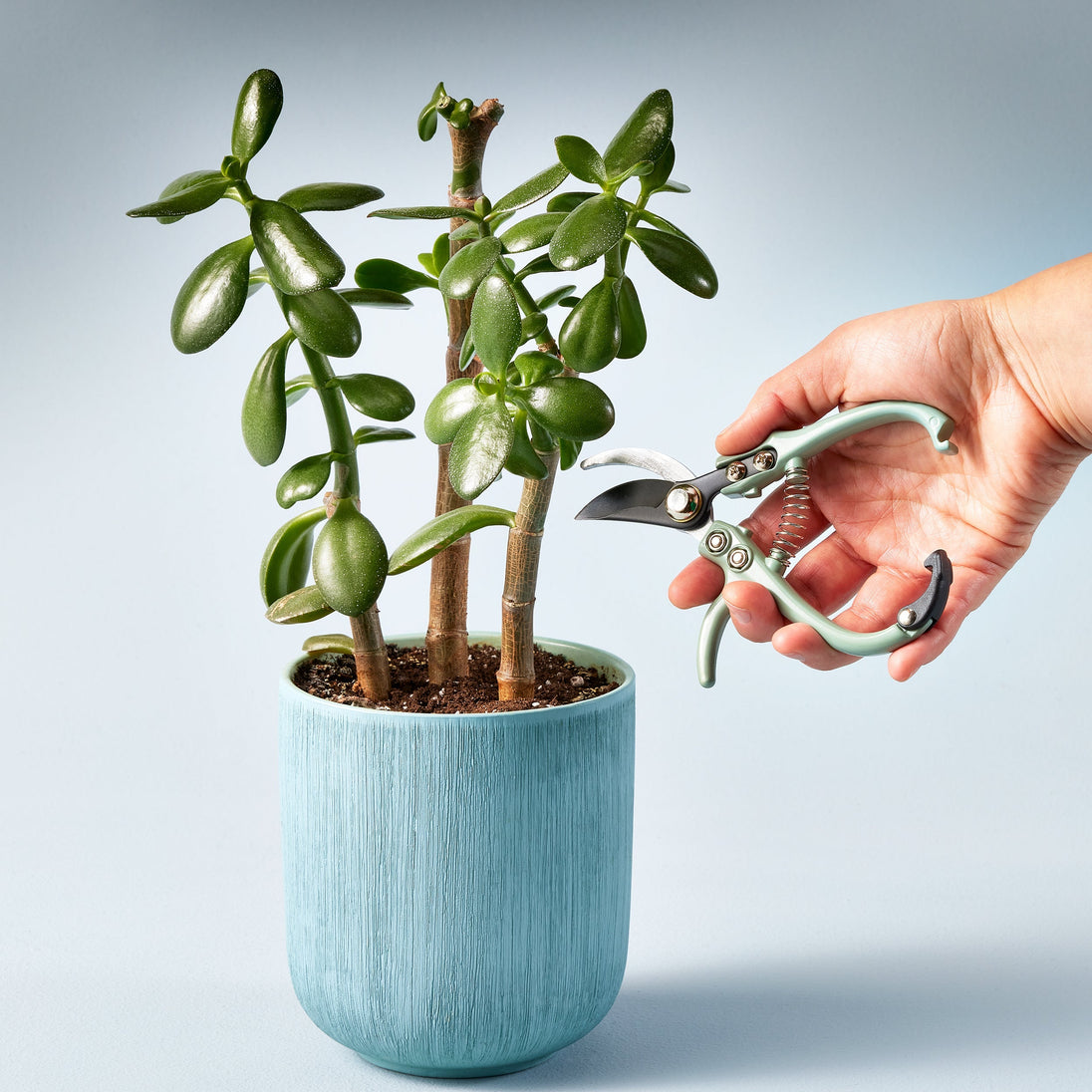 Gardening Shears & Pruners Modern Sprout