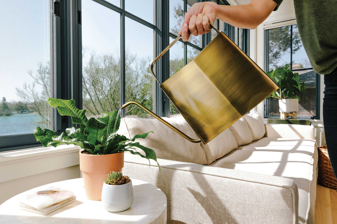 Watering Cans Modern Sprout