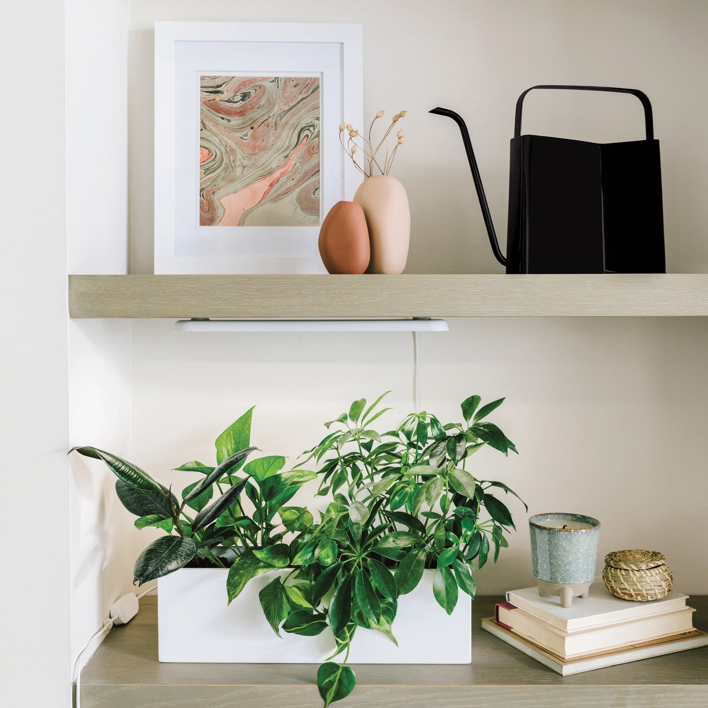 Watering Cans Modern Sprout