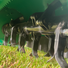 Meadow Master 12hp Compact Pedestrian Walk Behind Flail Mower | Honda GX390 Crytec