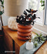 Plant Misters Modern Sprout