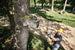 DeWalt DCPS620B 20V MAX XR Cordless Pole Saw, Tool Only DeWALT