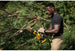DeWalt DCCS623B 20V MAX XR Brushless 8 in. Chainsaw, Tool Only DeWALT