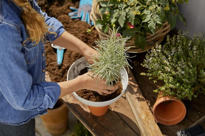 Gardena ClickUp! FlowerBowl Garden Plus