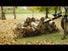 Stihl BR 800 C-E Magnum Backpack Blower STIHL