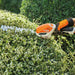 Stihl HSA 26 Battery Garden Shears w/ Battery & Charger STIHL