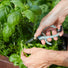 Gardening Shears & Pruners Modern Sprout